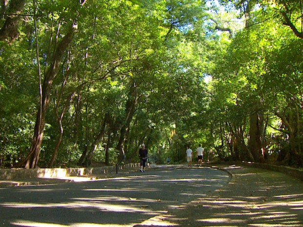 Bosque Campinas