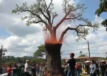 protesto corte de árvores