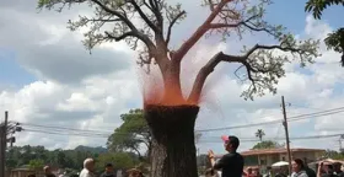 protesto corte de árvores