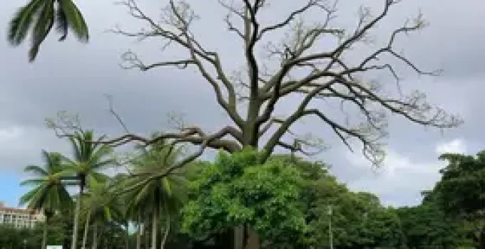 risco de queda de árvore