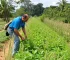 MEIs na zeladoria pública em Campinas